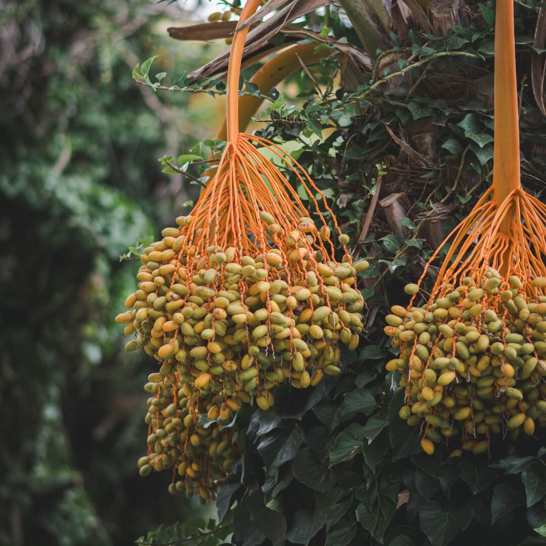 Clusters of fresh dates growing on a palm tree, representing ROYA Group’s natural origin and premium date selection